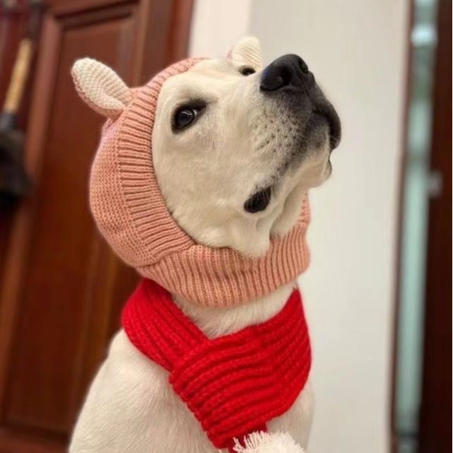 Dog modeling a pink knitted hood with a separate red scarf, not included.